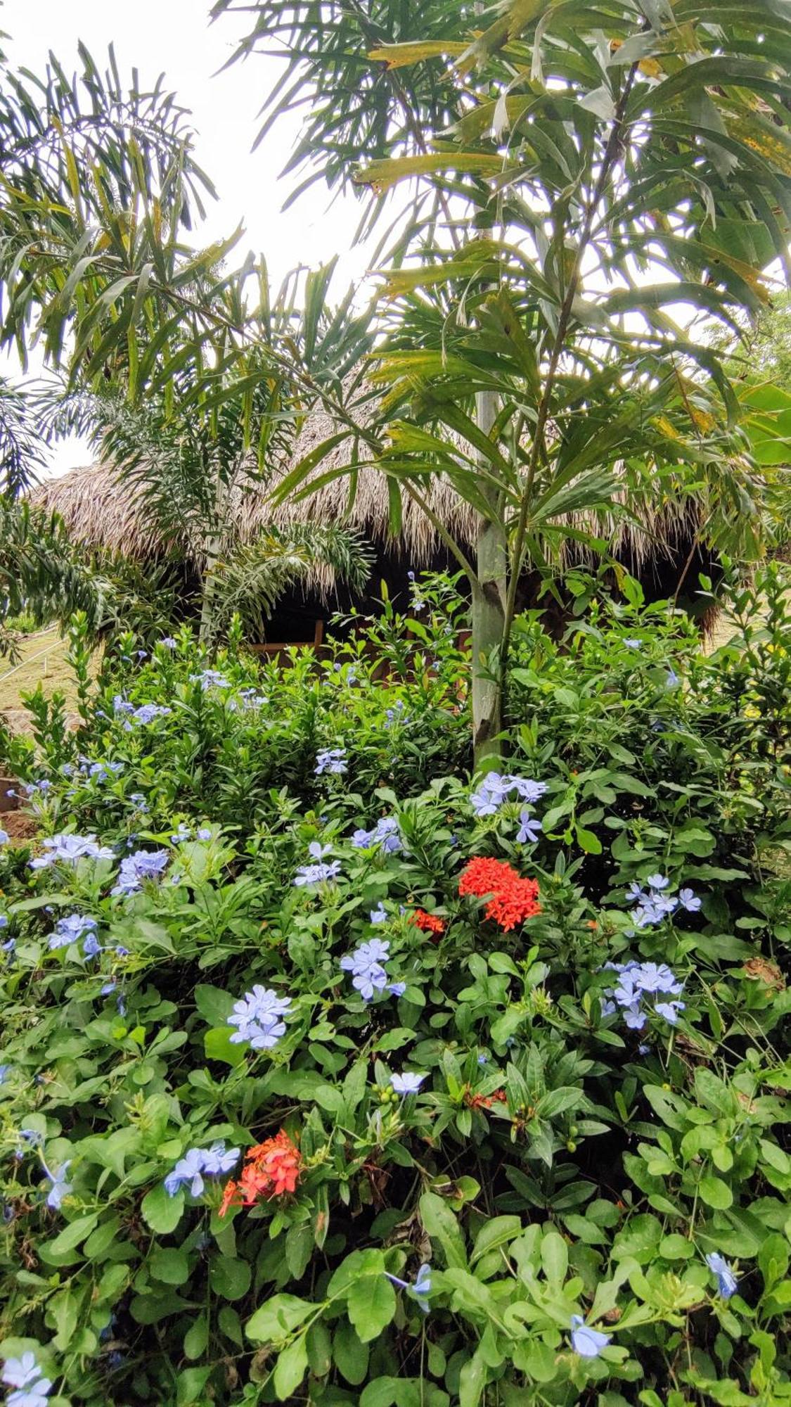 エル・ザイノ Colibri Parque Tayrona Dentro Del Parque Nacional Tayrona Bed & Breakfast エクステリア 写真