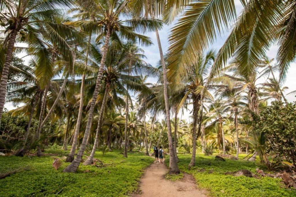 エル・ザイノ Colibri Parque Tayrona Dentro Del Parque Nacional Tayrona Bed & Breakfast エクステリア 写真