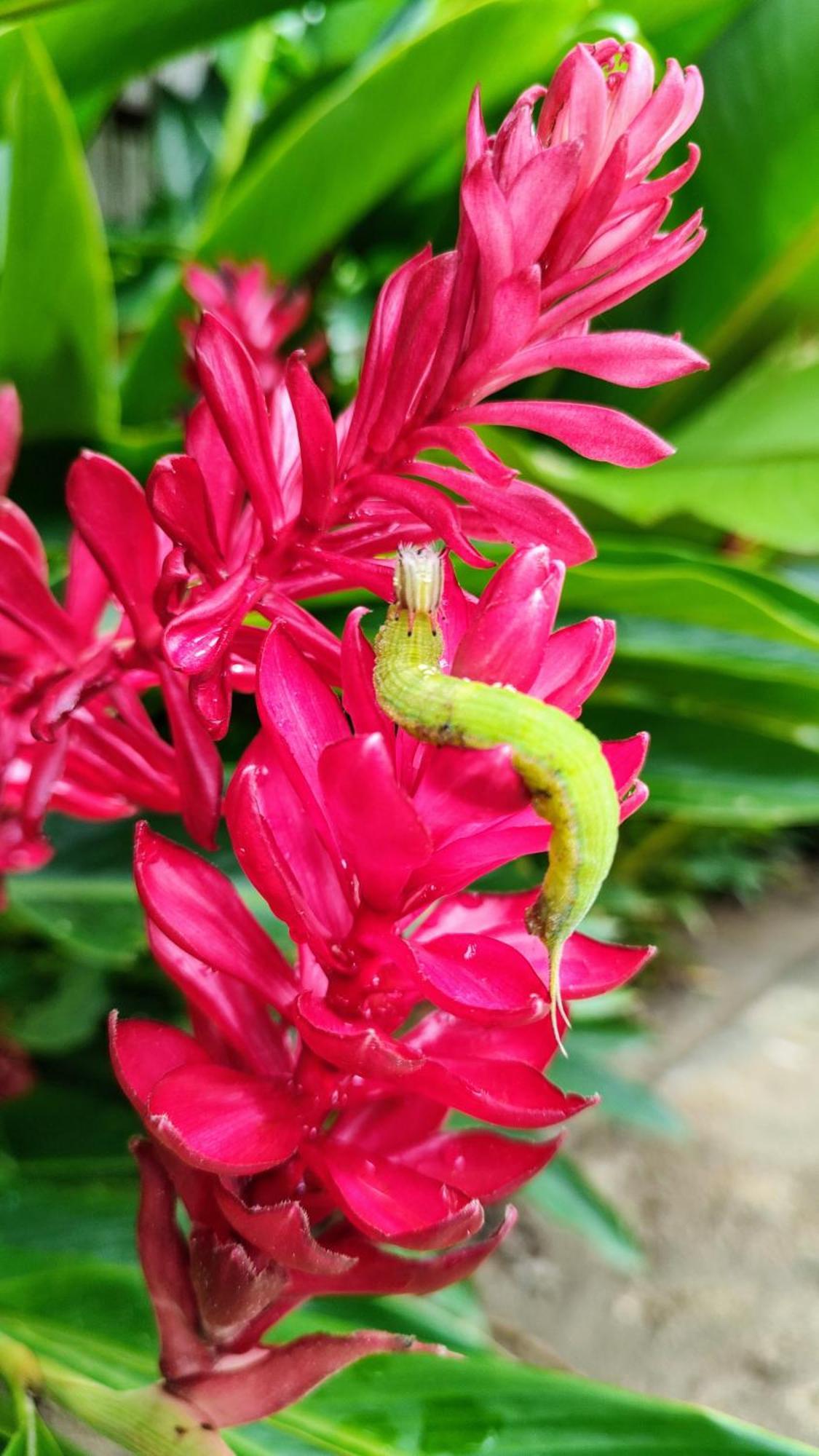 エル・ザイノ Colibri Parque Tayrona Dentro Del Parque Nacional Tayrona Bed & Breakfast エクステリア 写真